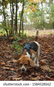 Beagle Sniffing In The Forest