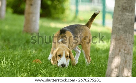 Beagle sniffing grass with focused expression in park. Concept of pet care, outdoor lifestyle, training, family pets, adoption and wellness.