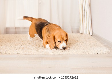 Beagle Is Sniffing Something