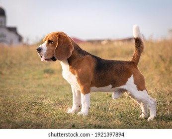 Beagle Standing. Beagles. Beagle breed. 6 group FCI. Hunting dog.