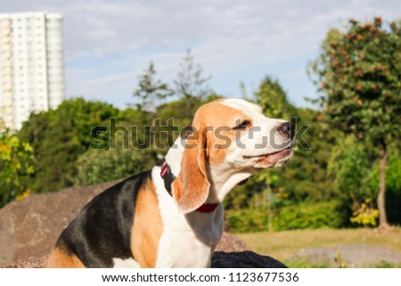 beagle in a summer park for a walk
