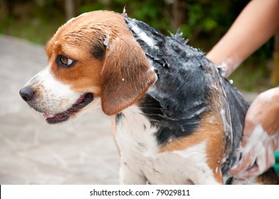 beagle take a shower