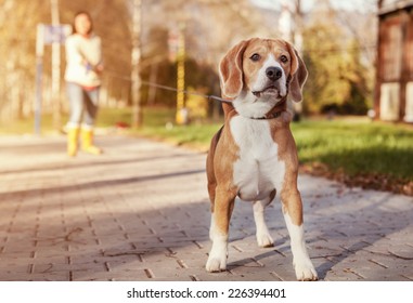 Beagle walk on long lead at the autumn park