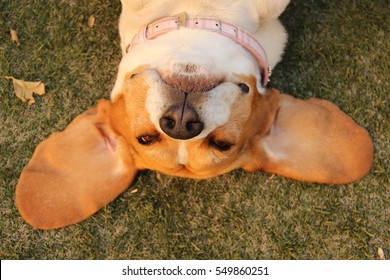 Beagle's head on the grass 
