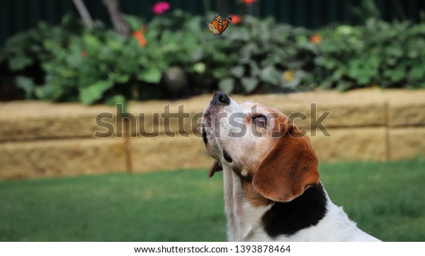 beagle cross cavalier king charles spaniel