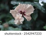 Beaitiful, pale peach Hibiscus flower