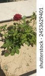 Beaitiful red rose with its plant