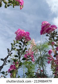 The Beaitiful Snapdragon Flower.Worm's Eye View