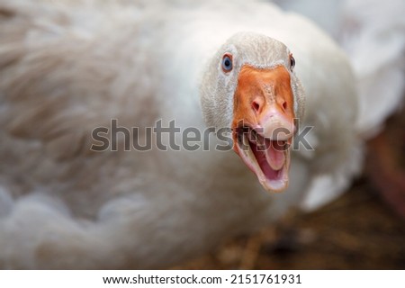 Beak and Face of White Goose. The duck is aggressive she is angry and hissing