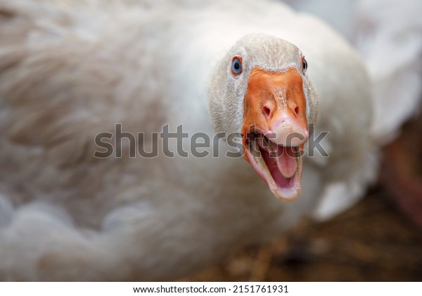Beak and Face of White Goose. The duck is\
aggressive she is angry and\
hissing