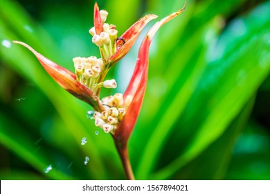 Parrot’s Beak Or False Bird Of Paradise, Red Heliconia Under The Rain. Also Known With Name Parrot's Beak, Parakeet Flower, Parrot's Flower, Parrot's Plantain, Or False Bird Of Paradise.