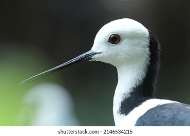 Beak Of The Pied Stilt