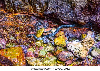 Beaked Banded Sea Snake Enhydrina Schistosa, Phi Phi Leh Islands, Andaman Sea, Krabi, Thailand