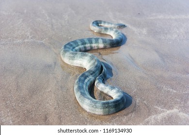 Beaked Sea Snake (Enhydrina Schistosa) On The Sand.