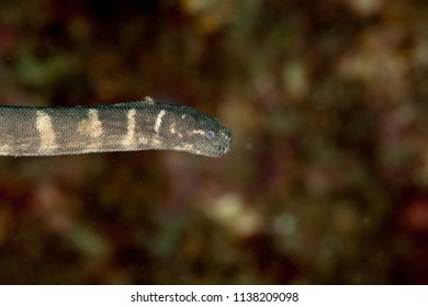 Beaked Sea Snake, Hook-nosed Sea Snake, Common Sea Snake, Or The Valakadyn Sea Snake, Enhydrina Schistosa