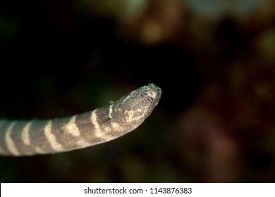 Beaked Sea Snake, Hook-nosed Sea Snake, Common Sea Snake, Or The Valakadyn Sea Snake, Enhydrina Schistosa