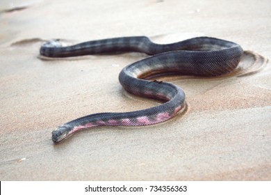 Beaked Sea Snake Moving Over Wet Sand.