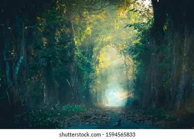 The beam of light in the path of the magic forest