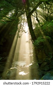 A beam of light that is inserted through the gap between trees