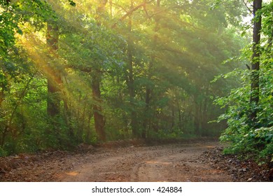 Beams of light  filter  through leaves on a country road
