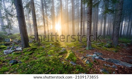 Similar – Image, Stock Photo Pine forest against the light