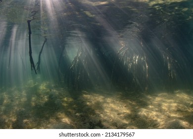 Beams of sunlight fall into the shallows of a mangrove forest in Komodo National Park, Indonesia. Mangroves are vital habitats that serve as nurseries for many species of fish and invertebrates.