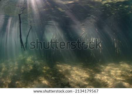 Beams of sunlight fall into the shallows of a mangrove forest in Komodo National Park, Indonesia. Mangroves are vital habitats that serve as nurseries for many species of fish and invertebrates.