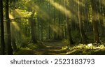 Beams of sunlight pierce through tall leafy trees and create a mesmerizing moment in quiet misty woodland. A soft mist lingers in the air and enhances the serenity and peace of the forest nature.