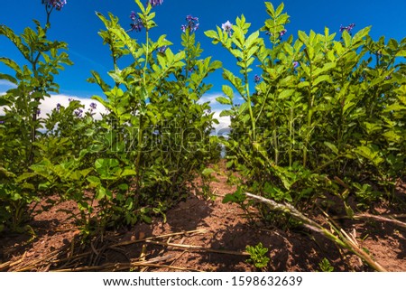 Image, Stock Photo Bean plantation and watering hose. Small green bean plants