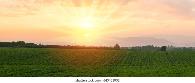 Bean Fields In Broad Daylight Landscape. And Sunset Panorama