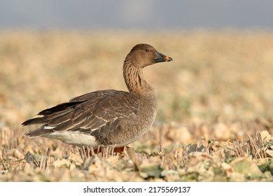 The Bean Goose (Anser Fabalis)