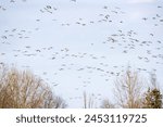 Bean goose (Anser fabalis) and white-fronted goose (Anser albifrons). Flocks of migrating geese in the sky and over the forest. European migration stop-overs