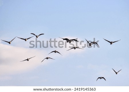 Similar – Foto Bild Gänseschwarm Vogel Natur