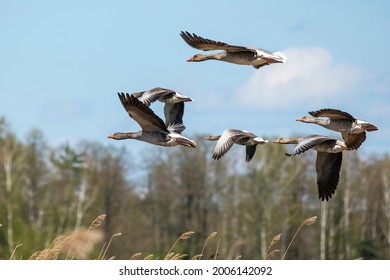 Bean goose in flight during migration