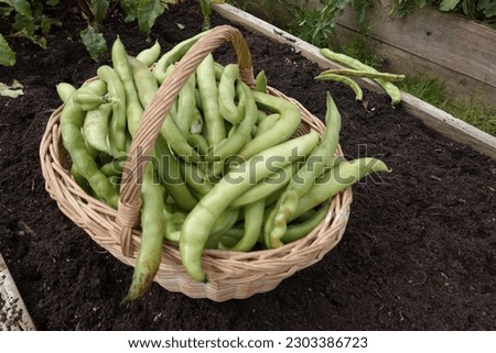 bean harvest. Cultivation of broad beans in the organic garden