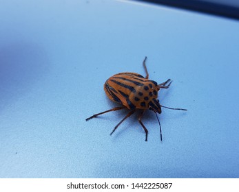  Bean Leaf Beetle - Cerotoma Trifurcata

