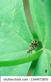 Bean Leaf Beetle (Cerotoma Trifurcata)