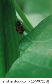 Bean Leaf Beetle (Cerotoma Trifurcata)