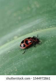 Bean Leaf Beetle (Cerotoma Trifurcata)