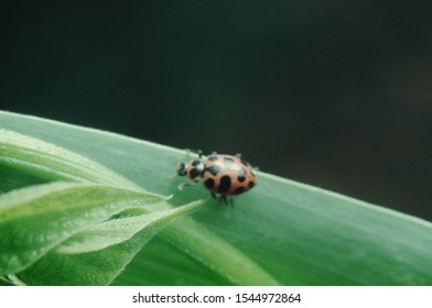 Bean Leaf Beetle (Cerotoma Trifurcata)