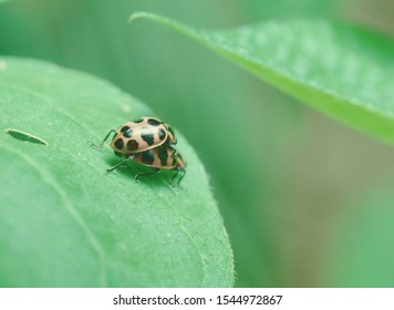 Bean Leaf Beetle (Cerotoma Trifurcata)