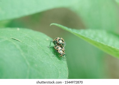 Bean Leaf Beetle (Cerotoma Trifurcata)