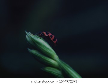 Bean Leaf Beetle (Cerotoma Trifurcata)