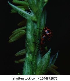 Bean Leaf Beetle (Cerotoma Trifurcata)