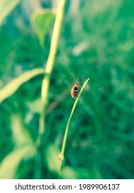 A Bean Leaf Beetle Perched On The Grass.