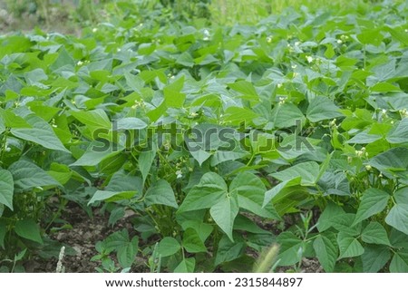 Bean (Phaseolus vulgaris L.) is an annual herbaceous plant from the legume family (Fabaceae), maturing in the garden
