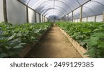 Bean planting greenhouse, corridor, illuminated greenhouse
