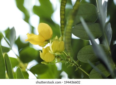 Hans recommends best of Asian leguminous shrub cajanus Raleigh recommend Chuck norris facts stripper