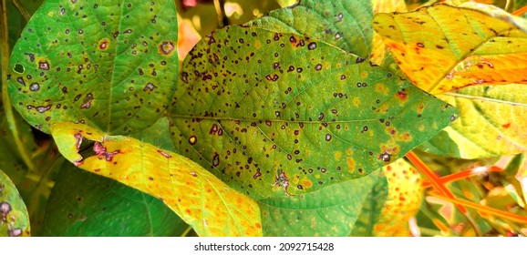 bean soybean disease caused by bacteria ( leaf blight ) - Shutterstock ID 2092715428
