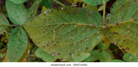 Bean Soybean Disease Caused By Bacteria Stock Photo 2092715431 ...